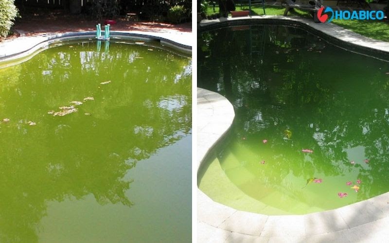 Nước bể bơi nhiễm rêu tảo